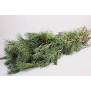 Pinus strobus p p 5 kg