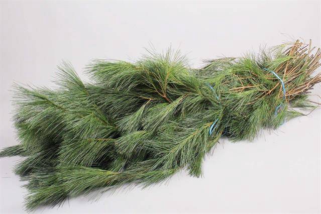 <h4>Pinus strobus p p 5 kg</h4>