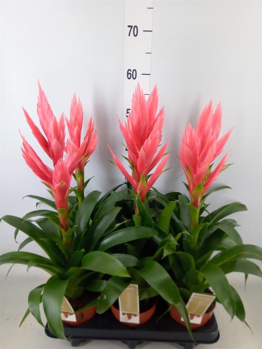 <h4>Tillandsia  'Ziva'</h4>