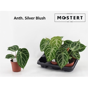 Anthu Silver Blush