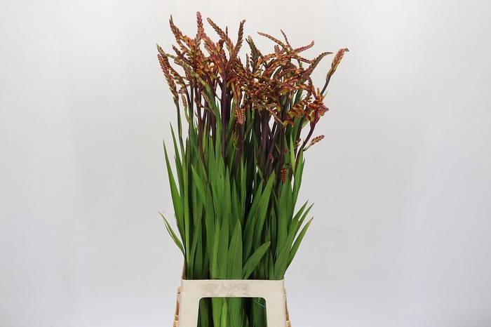 <h4>Chasmanthe Saturnus</h4>