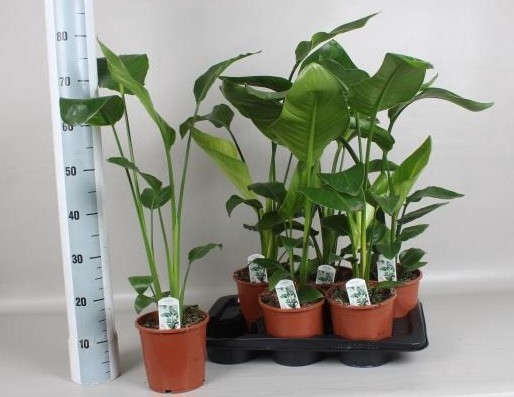 <h4>STRELITZIA NICOLAI</h4>