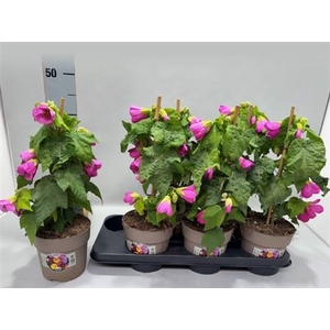 Abutilon overig