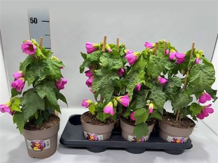 <h4>Abutilon overig</h4>