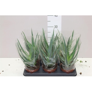 Aloe Arborescens