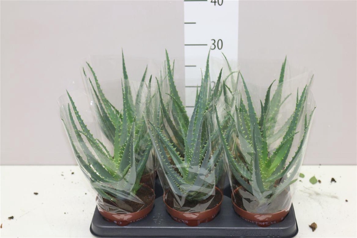 <h4>Aloe Arborescens</h4>