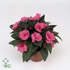 Impat Cp Rose
