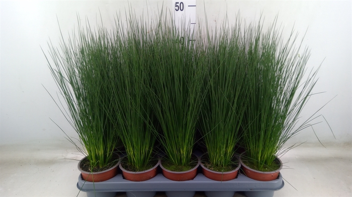 <h4>Juncus  'Pencil Grass'</h4>