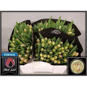 TU DUB FLAMING MARGARITA 34GR