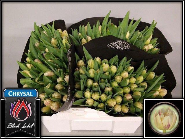 <h4>TU DUB FLAMING MARGARITA 34GR</h4>