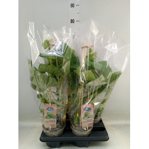 Cucumis sativus   ...