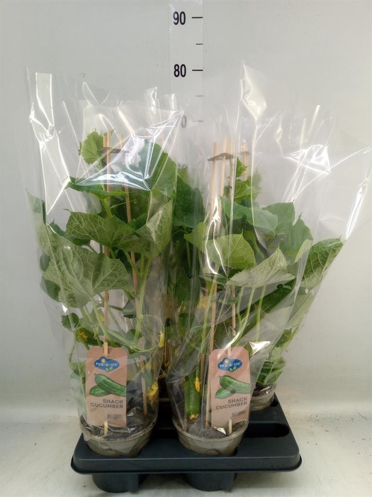 <h4>Cucumis sativus   ...</h4>