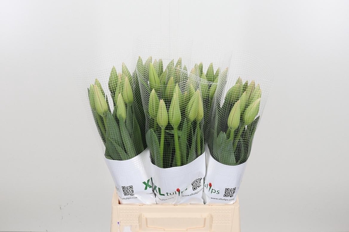 <h4>Tu En Bella Blush</h4>