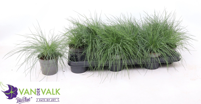 <h4>FEST GLAUCA</h4>