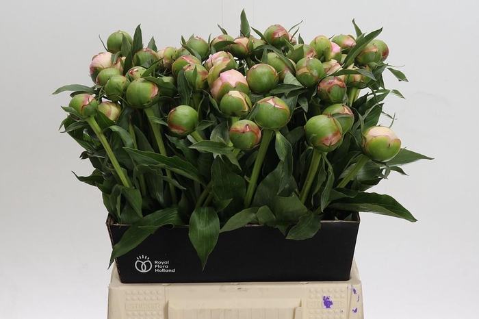 <h4>Paeonia Alertie</h4>