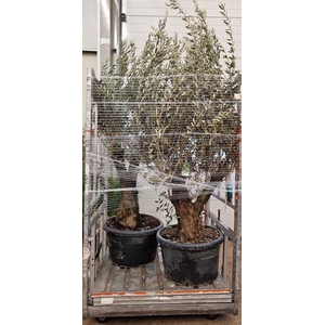 OLEA EUROPAEA