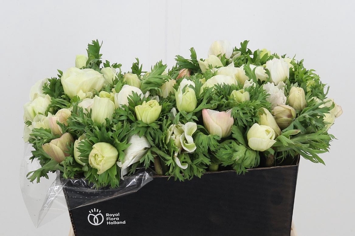 <h4>Anem Co Mar Panda</h4>