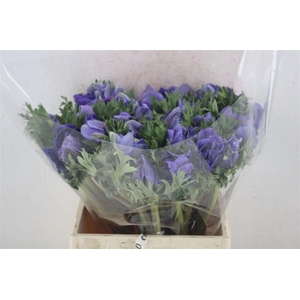 Anem Mistral Sup Sup Blue