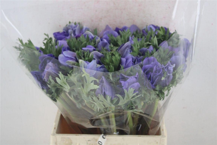 <h4>Anem Mistral Sup Sup Blue</h4>