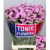 Limonium sinuatum 'Sinuet Eternal'