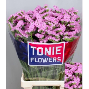 Limonium sinuatum 'Rosella Sun Bir'