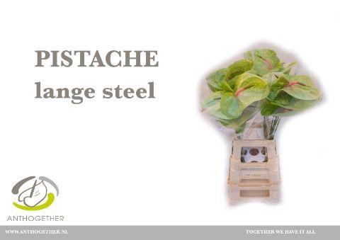 <h4>Anth A Pistache</h4>