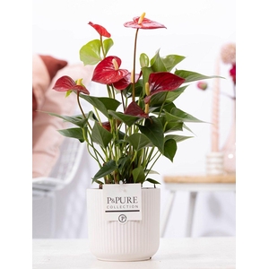 Anthurium red (Micra) in P&PURE Sophie cer. white
