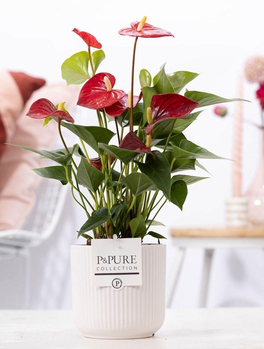 <h4>Anthurium red (Micra) in P&PURE Sophie cer. white</h4>