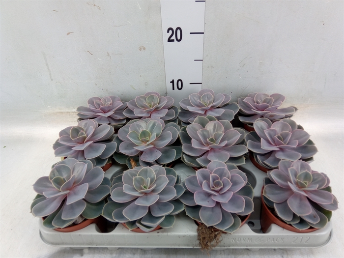 <h4>Echeveria  'Perle von Nurnberg'</h4>