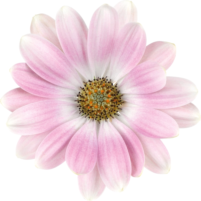 <h4>OSTEOSPERMUM ECKLONIS P11</h4>