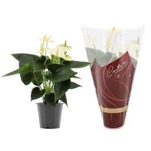 Anthurium Cocos in Couture Diamond sleeve