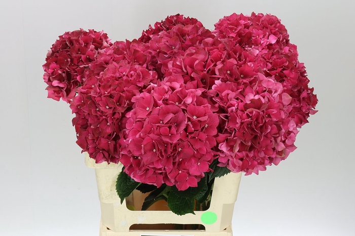 <h4>Hyd Ruby Red</h4>