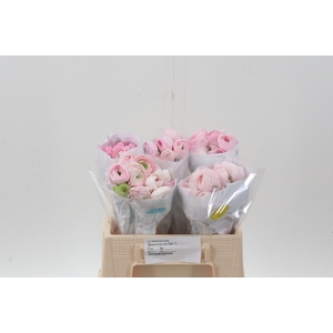 Ran Light Pink Ecu 35cm