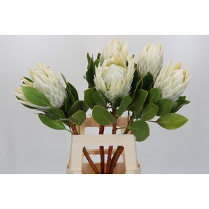 Protea Cyn. Ayoba Arctic Ice