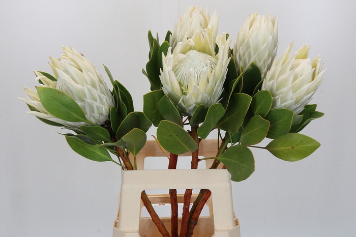 <h4>Protea Cyn. Ayoba Arctic Ice</h4>