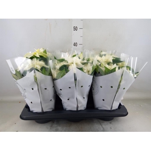 Euphorbia pulc. 'Princ White'