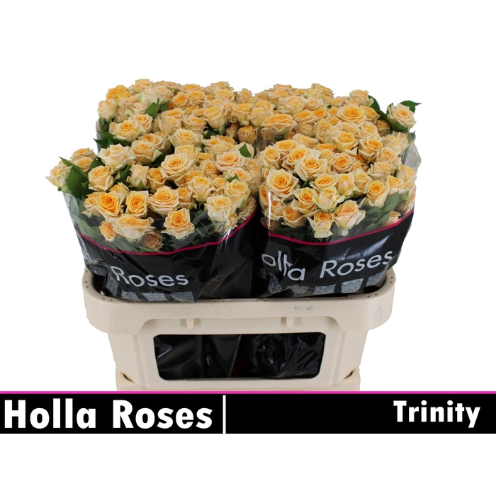 <h4>Trinity</h4>