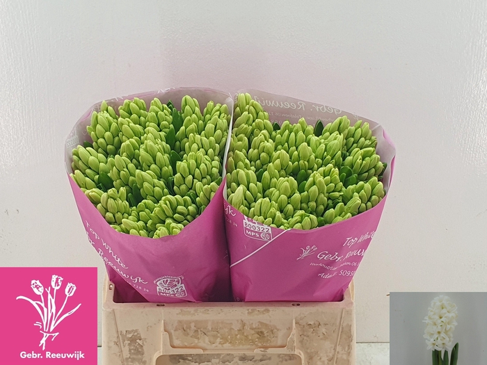 <h4>HYAC TOP WHITE</h4>