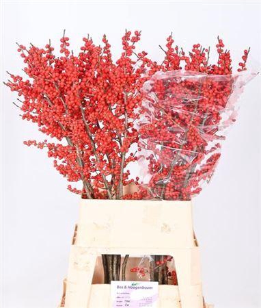 <h4>Ilex Ve Rode Bes</h4>