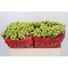 Hypericum Smiley Romance