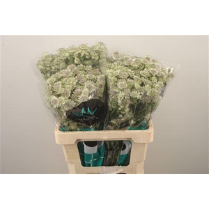 Astrantia Billion Star Xl