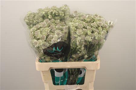 <h4>Astrantia Billion Star Xl</h4>
