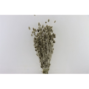 Dried Phalaris Platina Bunch