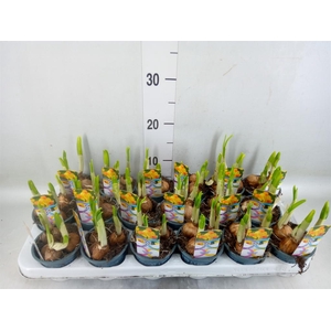 Narcissus  'Bittern'