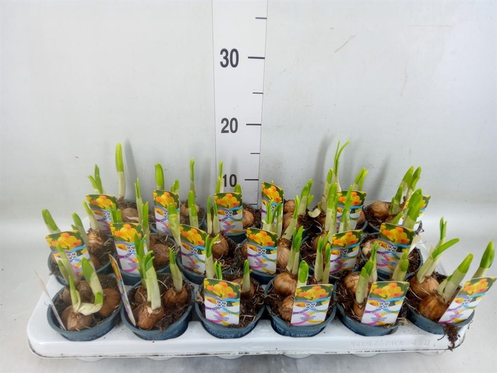 <h4>Narcissus  'Bittern'</h4>