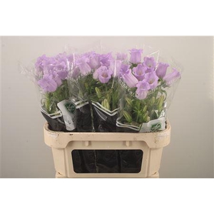 Campanula Med Champ Lavendel