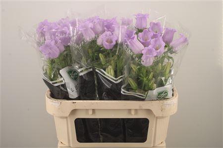 <h4>Campanula Med Champ Lavendel</h4>