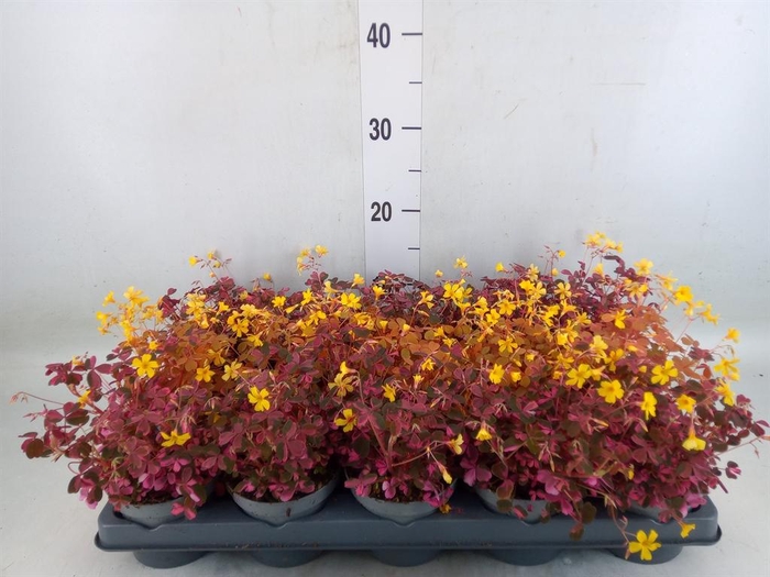 <h4>Oxalis   ...mix</h4>