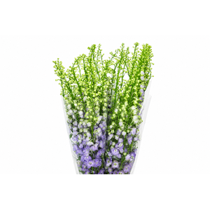 Delph Du Elatum Aurora Lavender