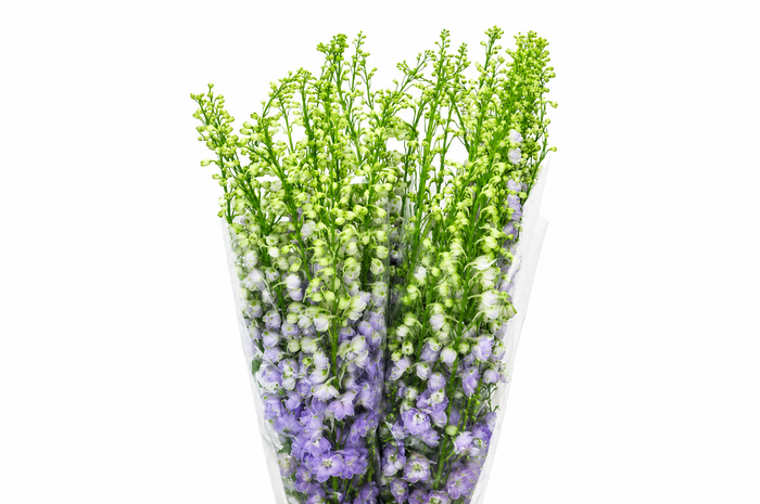 <h4>Delph Du Elatum Aurora Lavender</h4>
